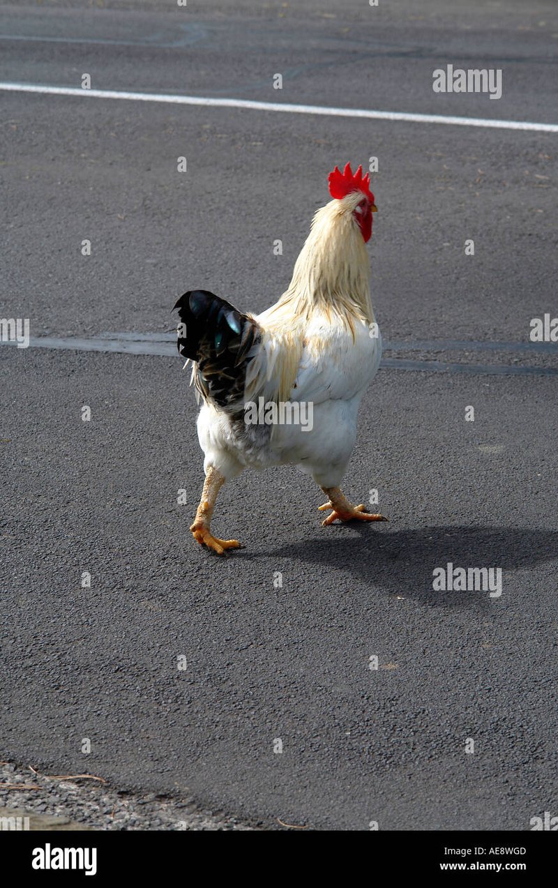 Spain - chicken road